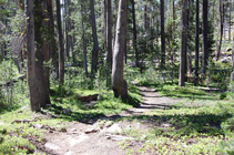 Lodgepole Pines near Black Lake