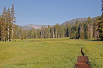 boardwalk in meadow