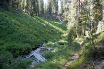 trail along Grassy Creek
