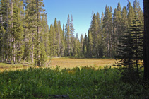 meadow at mile 2.4