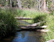 footlog over Grassy Creek