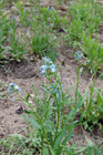 Forget-me-nots (Stickseed)