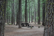 in the campground (White Firs)